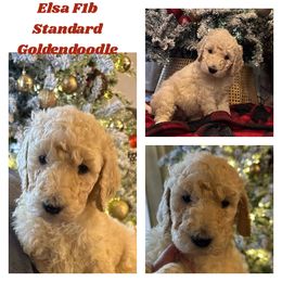 Elsa - Cream Goldendoodle puppy in Missouri from B&C Goldendoodles