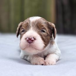 Anise - Red merle female Aussiedoodle puppy in Centreville, Mississippi from Trin's Designer Doodles
