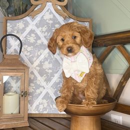 Rachel - Red  female Goldendoodle puppy in Layton, Utah from Gracious Doodle Dogs
