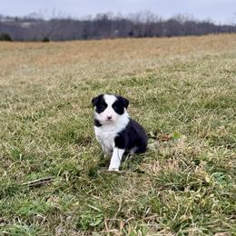 Brew - Black and white male Border Collie puppy in Owenton, Kentucky from Three16 Ranch