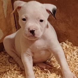 Puppy 1 blue - White and brindle male American Bulldog puppy in Christiansburg, Virginia from Iron Will American Bulldogs