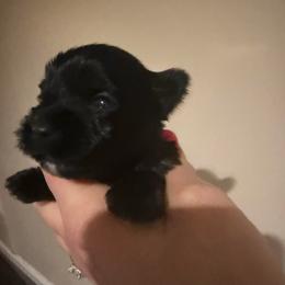 Prince - Black and tan male Yorkshire Terrier puppy in Florence, Kentucky from 4paws4ever by Design (Amy's Puppy love)