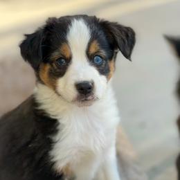 Miniature Australian Shepherd All Grown Up from Furrever.Mini.Aussies.llc