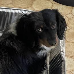 Winnie  - Dachshund