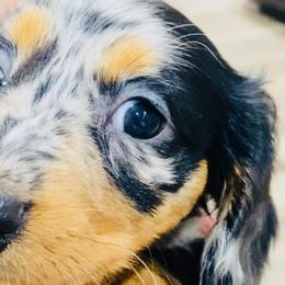 Boy 1 - Dapple Dachshund puppy in Duke, Oklahoma from Johnson Prairie Pups
