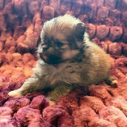 Layla - Orange sable female Pomeranian puppy in Waterloo, Indiana from Garcias Pomeranian