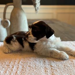 Damon - Parti male Miniature Schnauzer puppy in Daphne, Alabama from Bearded Besties of Alabama