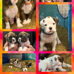 Boxer Puppies from JoyStarr Boxers