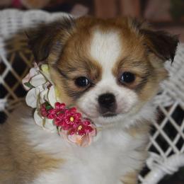 Poppy - Fawn and white female Chihuahua puppy in Gloucester, Virginia from Charlotte's Web of Chihuahuas