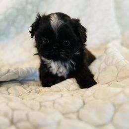 Armani - Black and white male Shih Tzu puppy in Tekoa, Washington from Curtis Imperials