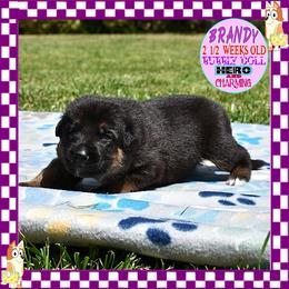 BRANDY IS A BEAUTY - Black and red female German Shepherd puppy in Murrieta, California from Diamond Oaks German Shepherds