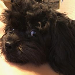 Shihpoos from Amy's Shihpoos