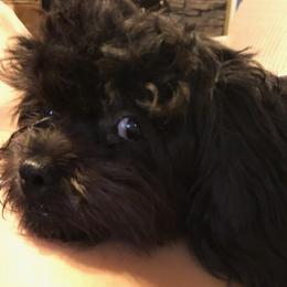 Shihpoos from Amy's Shihpoos