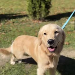 Birdie - Golden Retriever