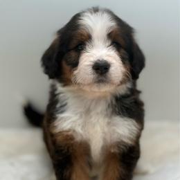Paprika - Sable female Bernedoodle puppy in Clermont, Florida from Shadow Bernedoodles & Dog Training