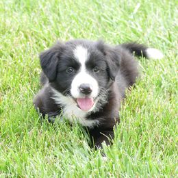 Girl 4 - Jude - Black and white female English Shepherd puppy in California, Missouri from Oerly's English Shepherds