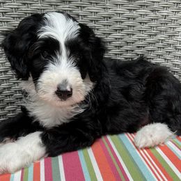 Bernedoodles and Sheepadoodles from Doo Dah Doodle Pups