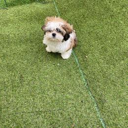 Green boy 3 - Black and tan male Shih Tzu puppy in Zeigler, Illinois from Dandy Little  Shih Tzu, Shih Poo's and Toy Poodles