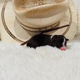 'Anna' - Red tri-color female Australian Shepherd puppy in Durand, Wisconsin from Larson’s Legacy Aussome Aussie Kennels