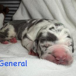 General - Harlequin male Great Dane puppy in Weatherford, Texas from Oak Bend Danes