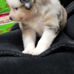 Miniature American Shepherd Puppies from Little Creek Minis and Standards