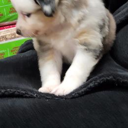 Miniature American Shepherd Puppies from Little Creek Minis and Standards
