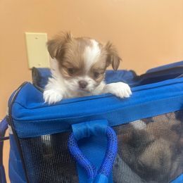 Willow - Fawn and white female Chihuahua puppy in Millville, New Jersey from M’s Chihuahuas