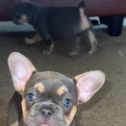 Lilo - Tricolors female French Bulldog puppy in Milwaukee, Wisconsin from Uptop bulls kennel