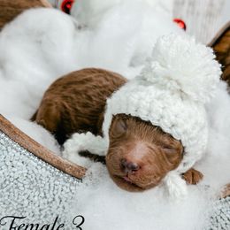 Female 3 - Red  female Goldendoodle puppy in Otisville, Michigan from Danie’s Darling Doodles LLC