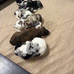 Aussiedoodle and Poodle Puppies from H & A Kennels