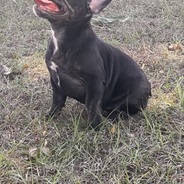 Girl 4 - Brindle female French Bulldog puppy in Florida from Lyons Pride Pups
