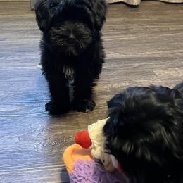 Joy - Black female Miniature Schnauzer puppy in Stuart, Iowa from Johnson Family Corgis and more