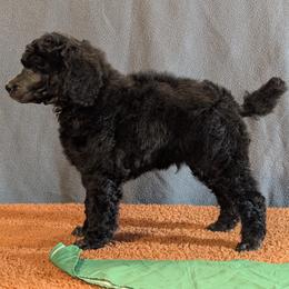 Silver Standard Poodle Green Collar Jasper - Silver male Poodle puppy in Lillian, Alabama from Moondancers Poodles