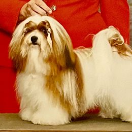 Isaiah - Havanese