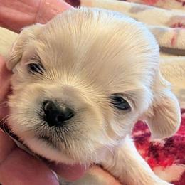 Kimba - Cream female Lhasa Apso puppy in Fort Worth, Texas from Cynthia's Lhasa Apsos