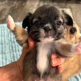 Ace - Chocolate male Chihuahua puppy in Summerfield, Florida from Uey’s Chihuahuas