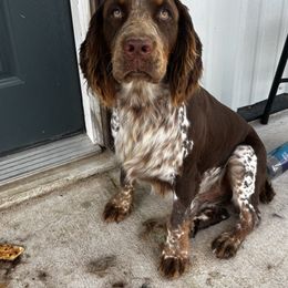 Banks - English Springer Spaniel
