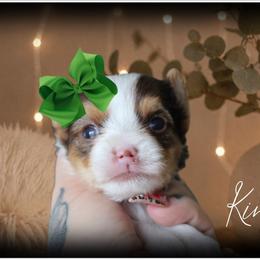 King - Chocolate, tan and white male Yorkshire Terrier puppy in Warren, Michigan from Danielle's Yorkie Babies