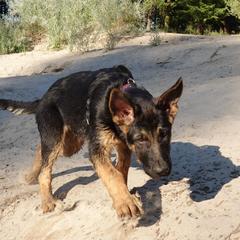 German Shepherd Puppies from Von der Henne K9