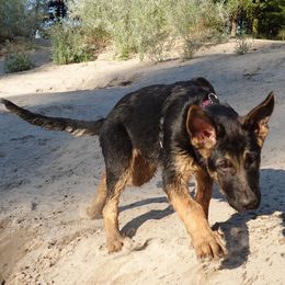 German Shepherd Puppies from Von der Henne K9