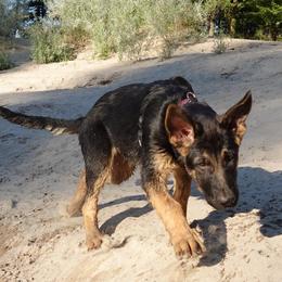 German Shepherd Puppies from Von der Henne K9
