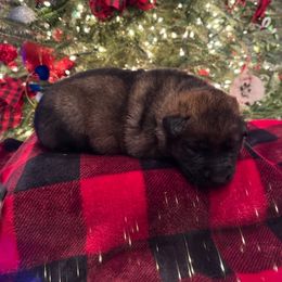 NOEL - Sable female German Shepherd puppy in Coats, North Carolina from T'S SHEPHERDS