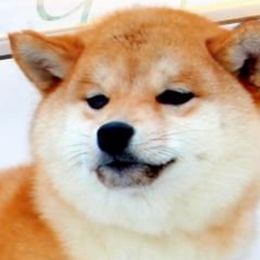 Yumi Mameshiba - Shiba Inu
