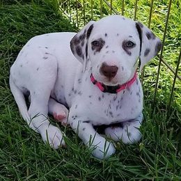 Border Terriers and Dalmatians from Royal Oaks