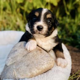 Coral - Black tri female Miniature Australian Shepherd puppy in Valley Center, California from DLT MiniAussie