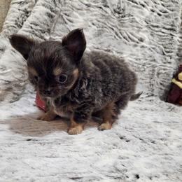 Blue tri boy - Blue male Chihuahua puppy in Richmond, Virginia from Breens