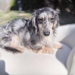 Bluey neutered fully vaccinated - Dapple male Dachshund puppy in Richmond, Virginia from Irresistible Dachshunds & Cavaliers