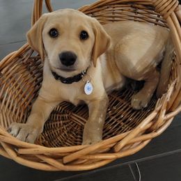 Labrador Retriever Puppies from Waterstone Labradors