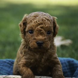 Ted - Red  male Poodle puppy in Etna Green, Indiana from Perfect Match Poodles