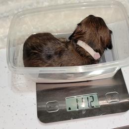 Dachshund Puppies from CLARK'S BREEDING PROGRAM